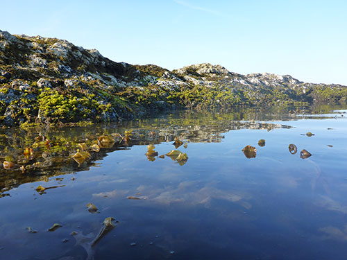 kelp bed near island