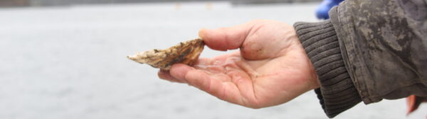 oyster in a hand