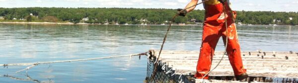checking seaweed lines on mussel raft