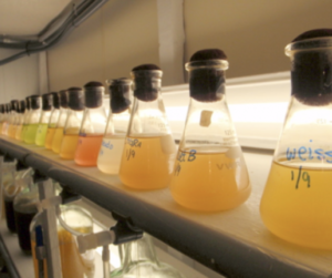 algal growth beakers