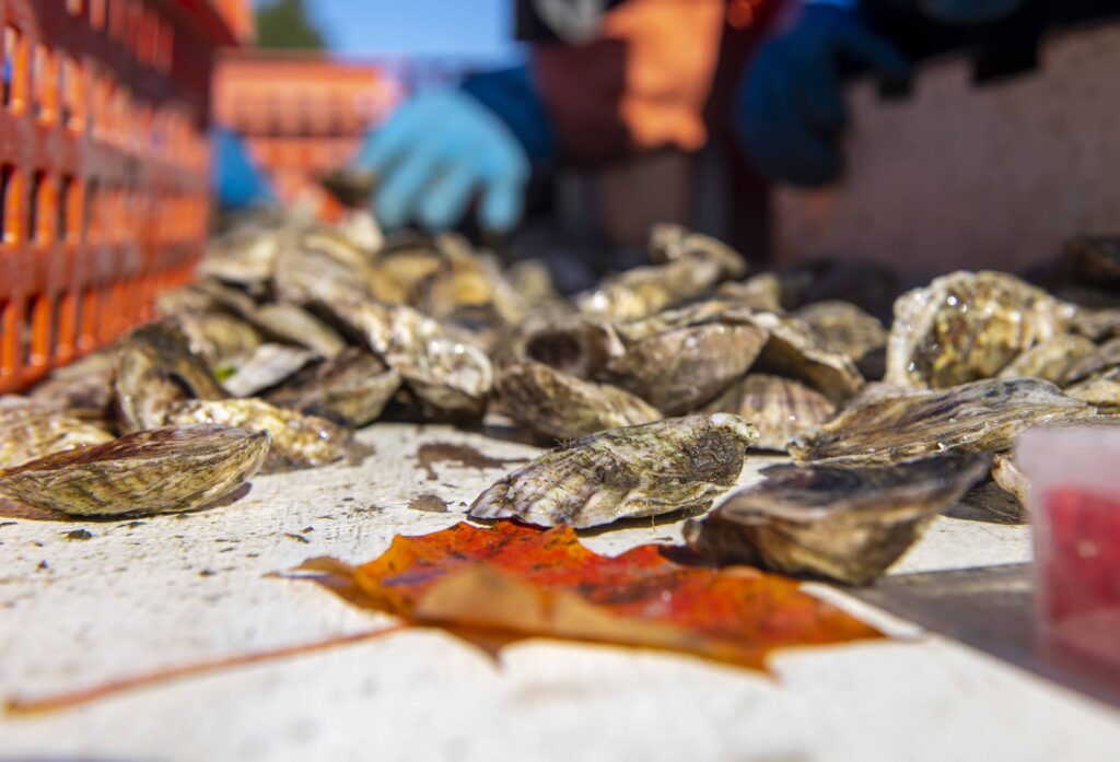 Ferda Farms Oysters and Oyster Sorter