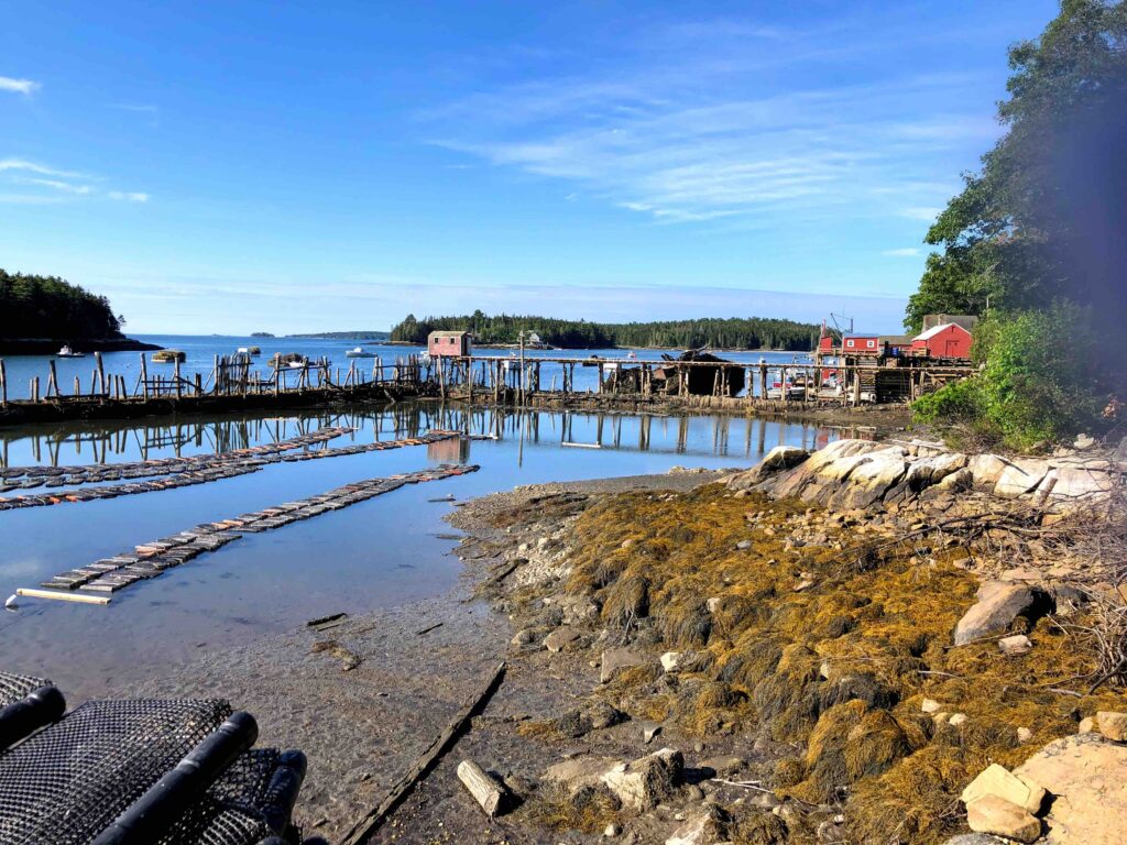 Aquaculture bags in lobster pound at low tide