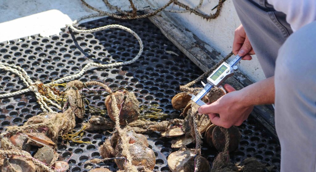 Measuring shell size with calipers for scallops on a line