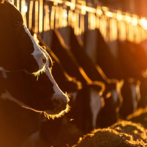 images of cows eating
