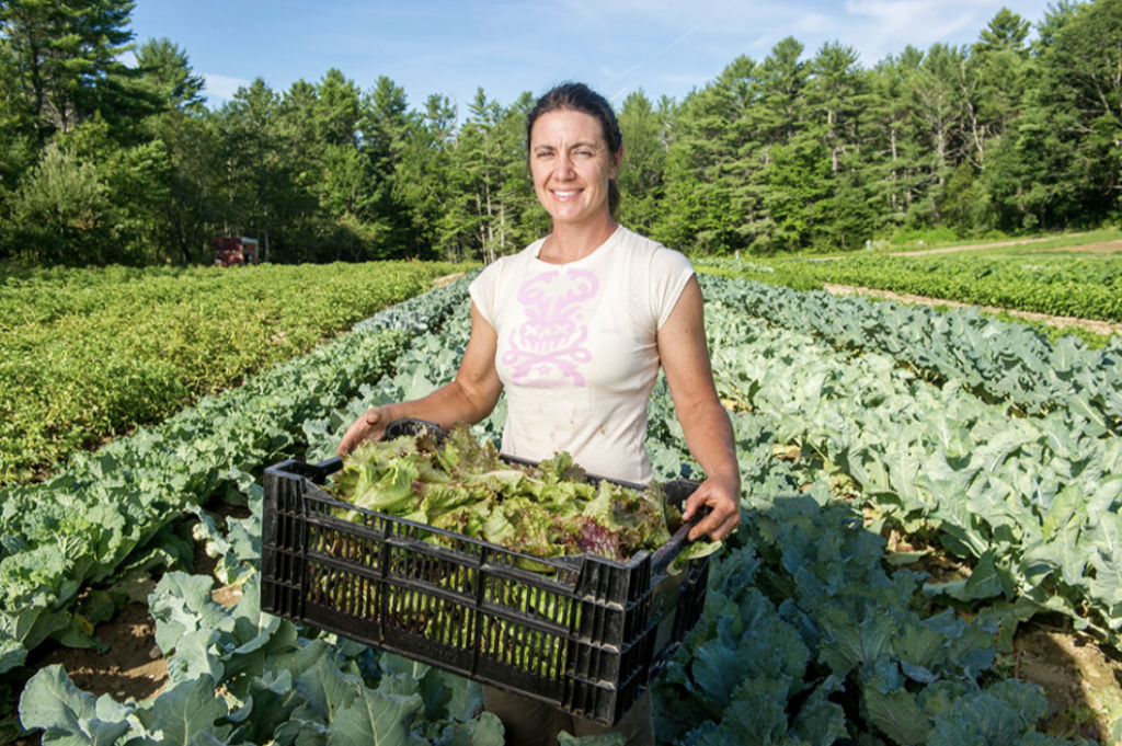 Person harvesting lettuce