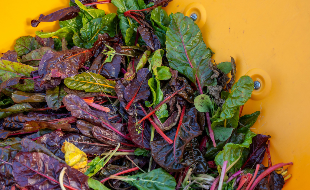 A photo of swiss chard