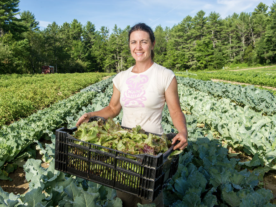 Person harvesting lettuce