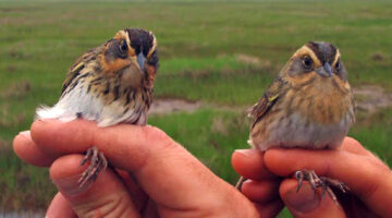 two sparrows atop hands