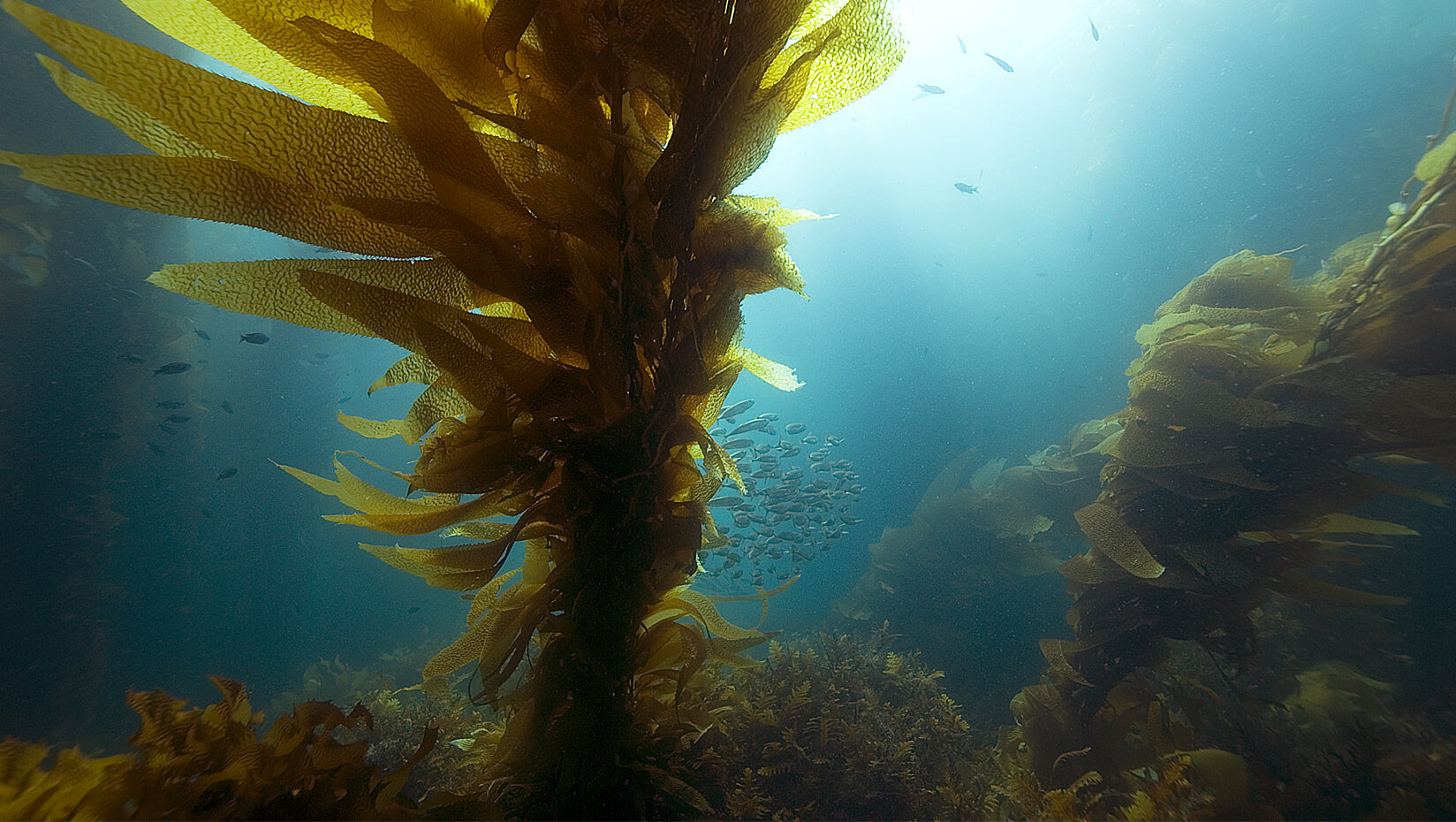 kelp underwater