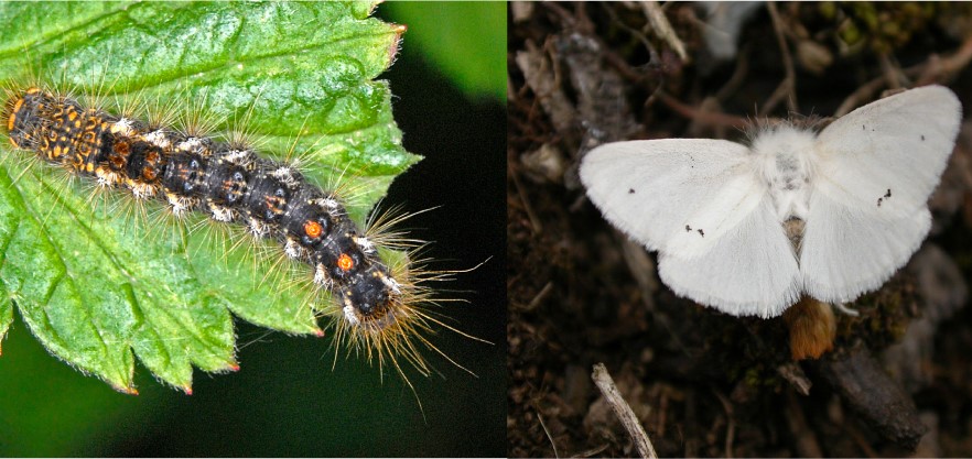 Photo of a Browntail moth and browntail moth caterpillar