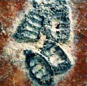 Oblong black objects with internal sectioning attached to a reddish background with a white substance.