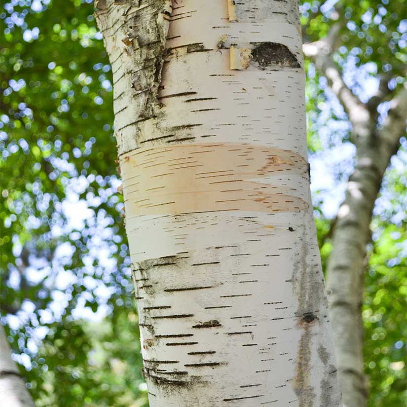 Image of a paper birch tree trunk with leaves in the background.
