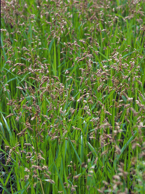 Image of a field of grass with floppy seed stalks.