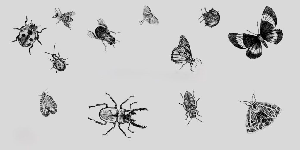 Decorative image with drawings of various insects.