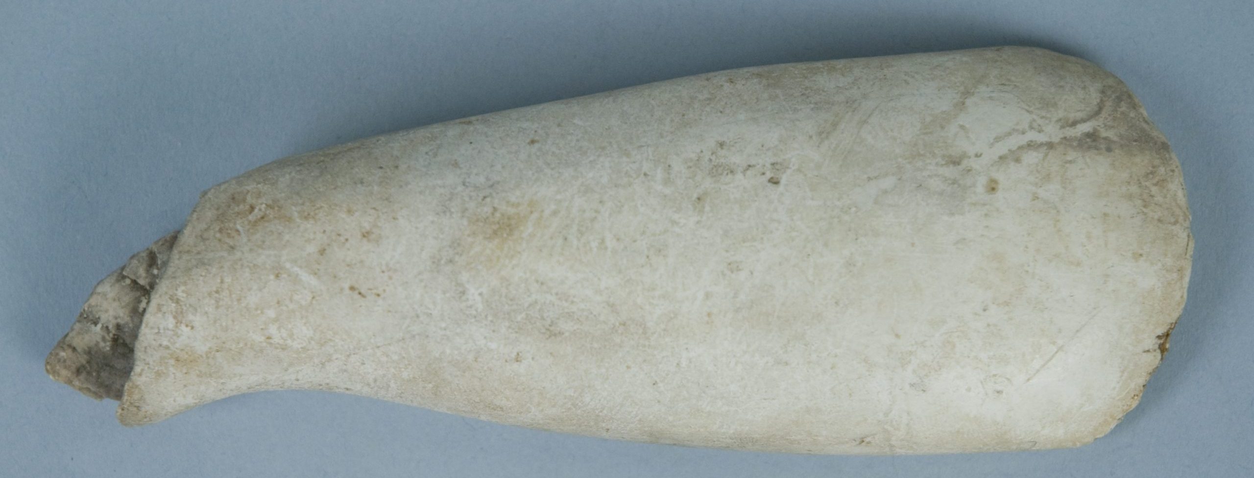 Elongated triangular-shaped shell implement.