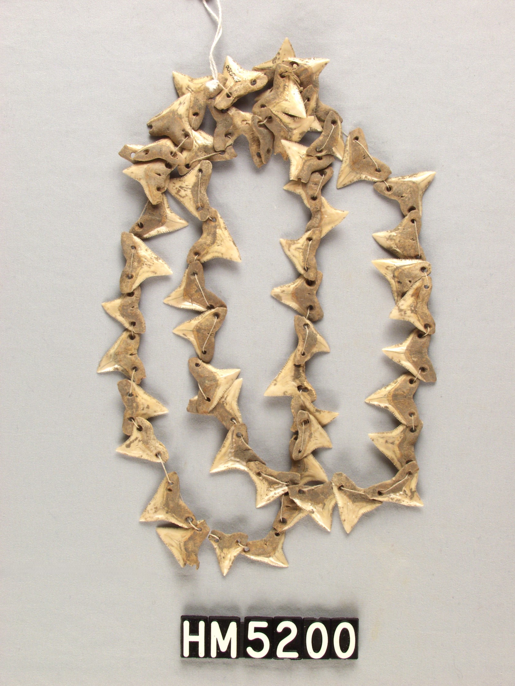 Image of triangular shark teeth strung into a necklace.