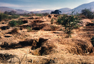A landscape with scrubby plants. The ground is uneven with humps and holes made by digging.