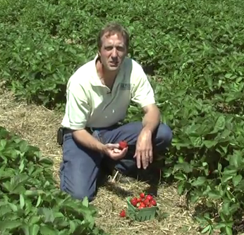 Picking Strawberries