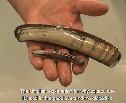 Hand holding shellfish