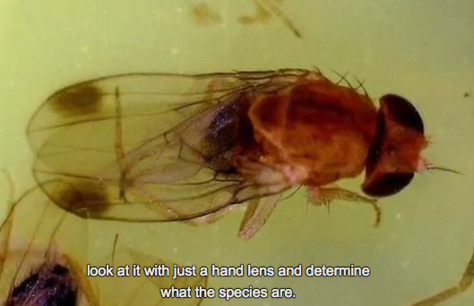 Spotted Wing Drosophila