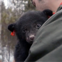 bear cub