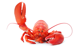 lobster