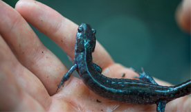 salamander