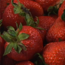 freezing strawberries