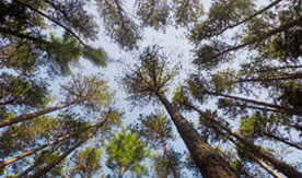 functioning family forests small