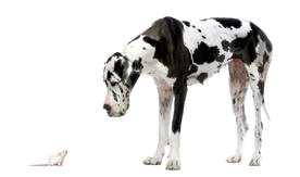 mouse and dog
