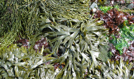 Seaweed
