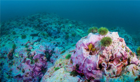 Aleutian Islands coral