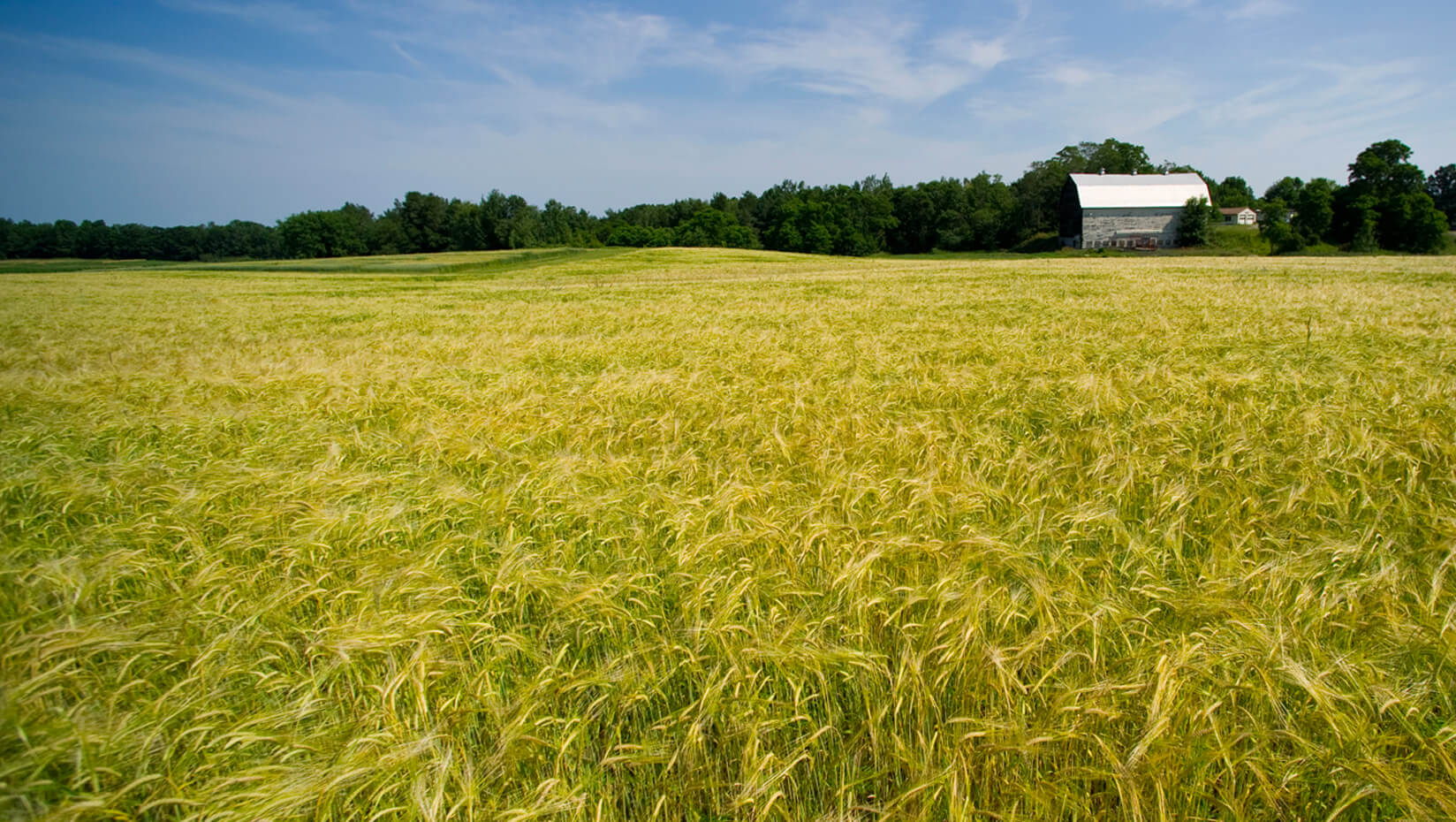 Field of grain
