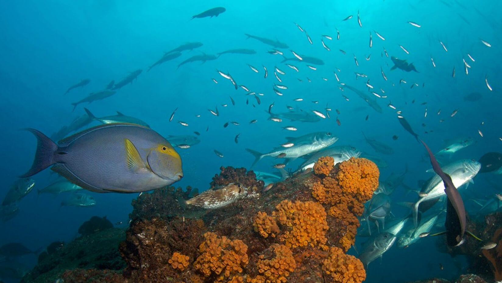 Underwater scene with tropical fish
