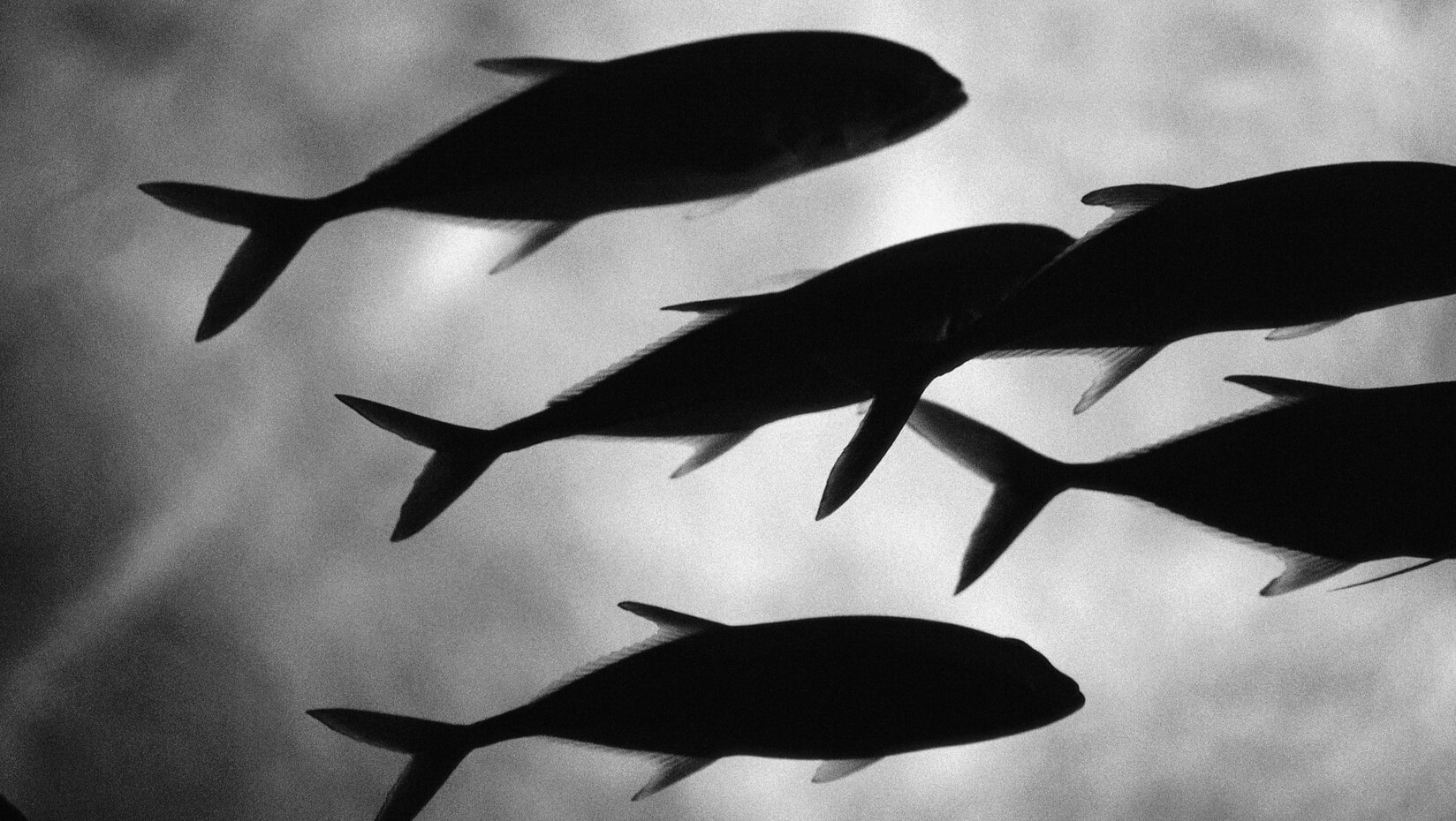 Shadow of fish swiming