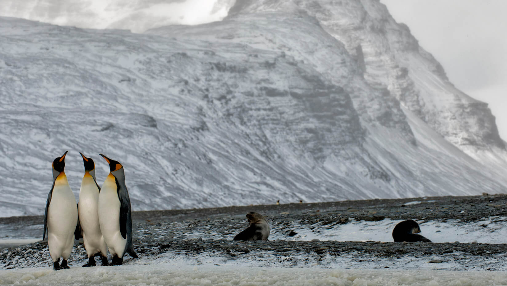 South Georgia Island