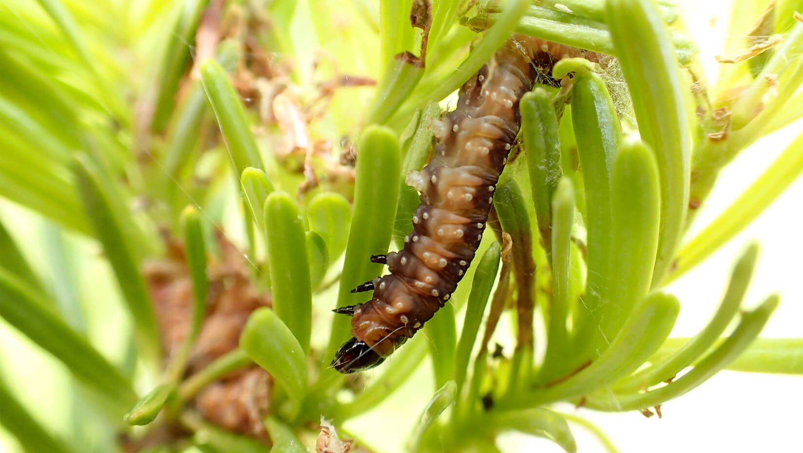 Larval spruce budworm