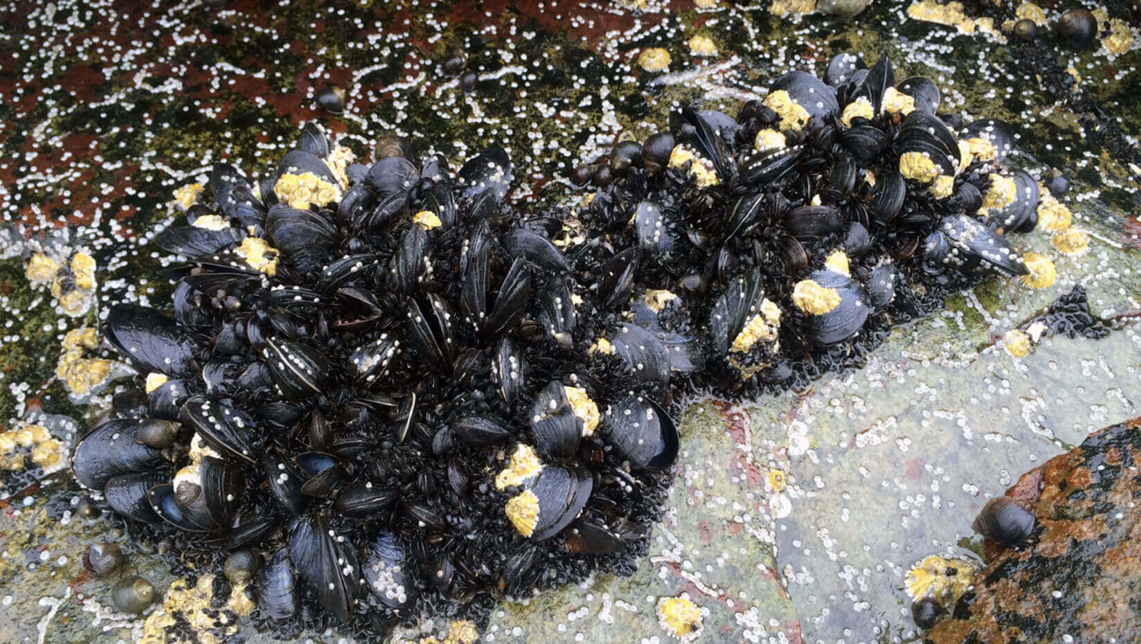 Blue mussels