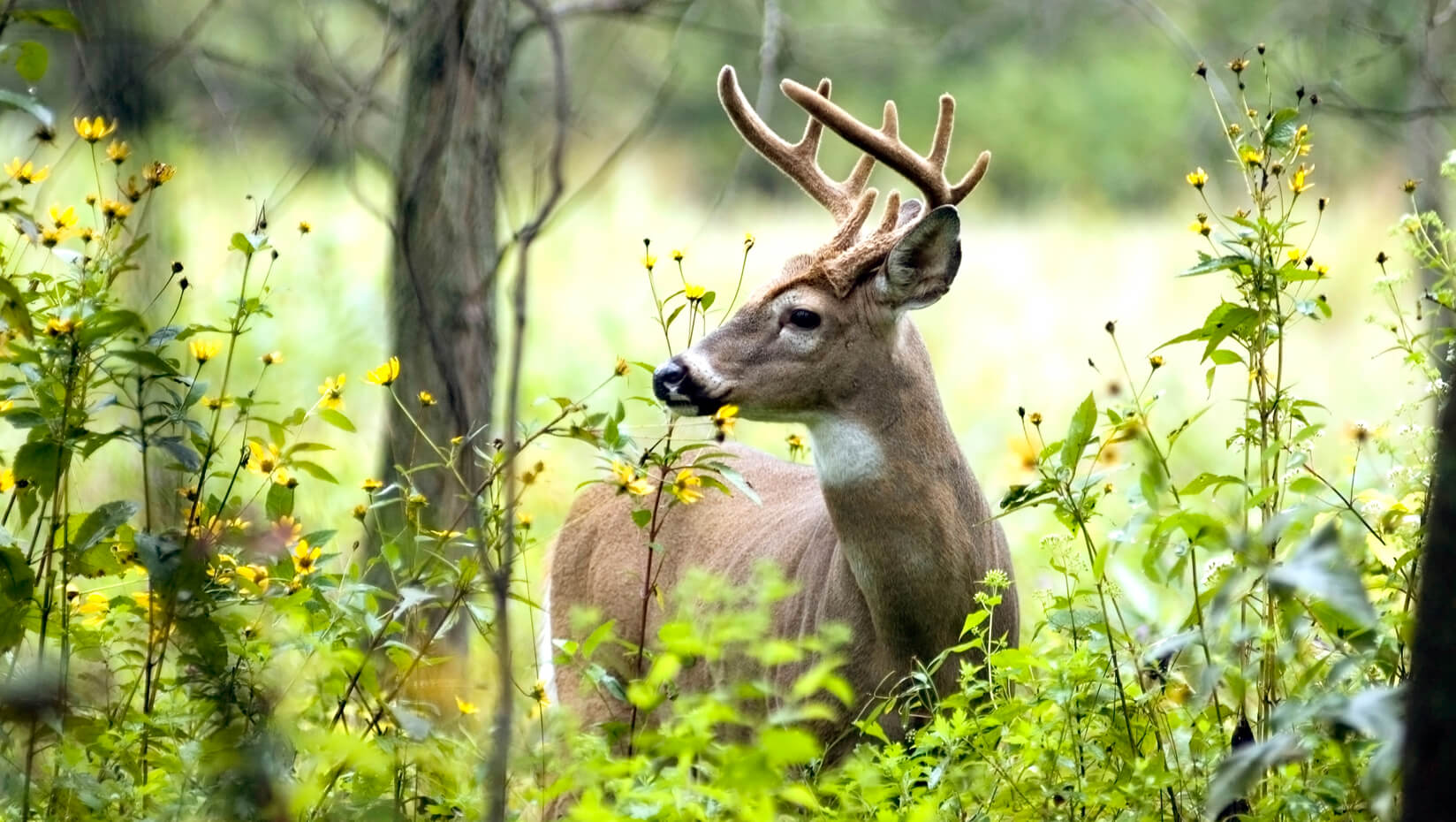 White-tailed deer