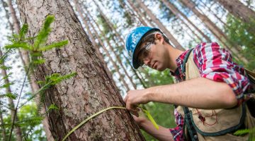 Man in forest measuring a tree's circumference