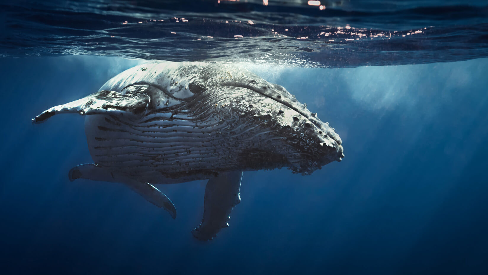 A whale swimming in the ocean