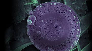 Discostella stelligera