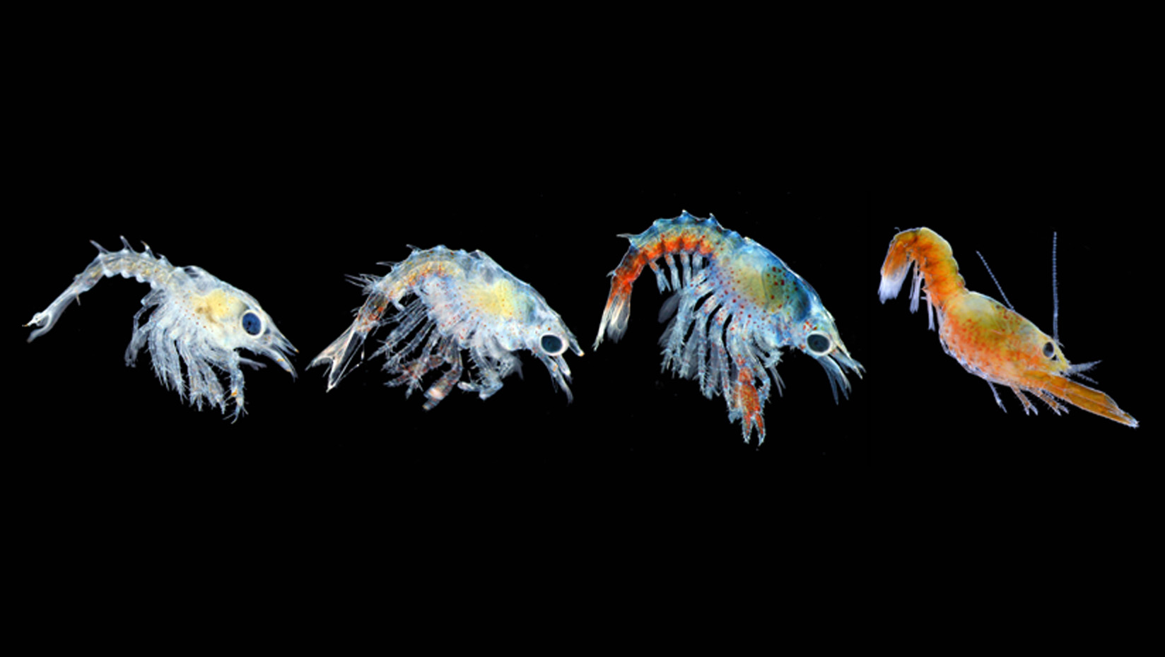 Stages of lobster larvae development