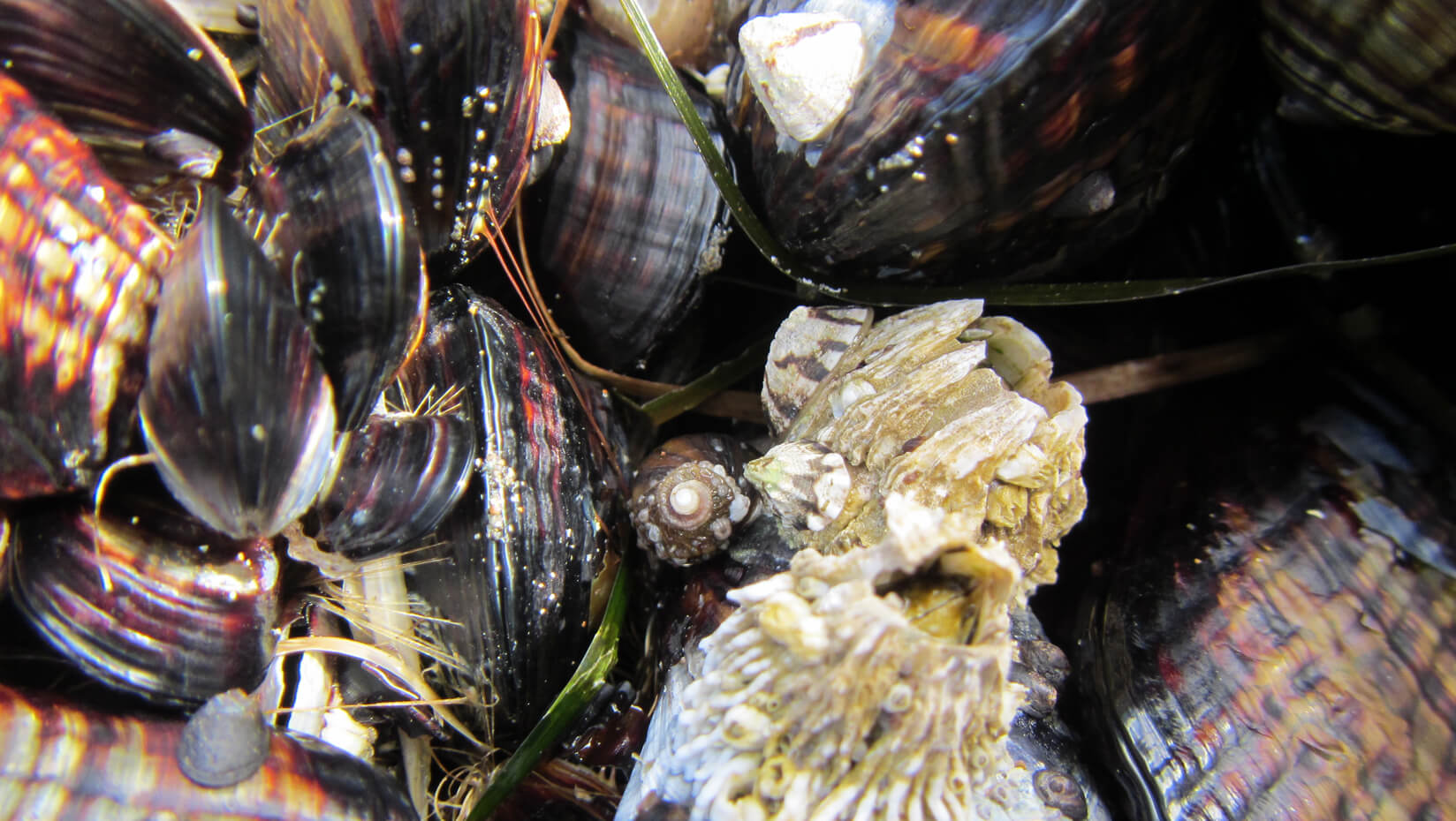 Blue mussels