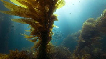 Kelp forest