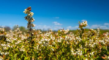 Maine blueberry field