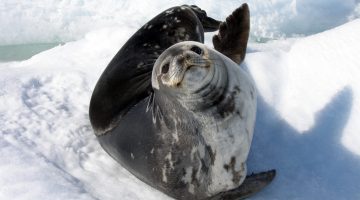 Weddell seal