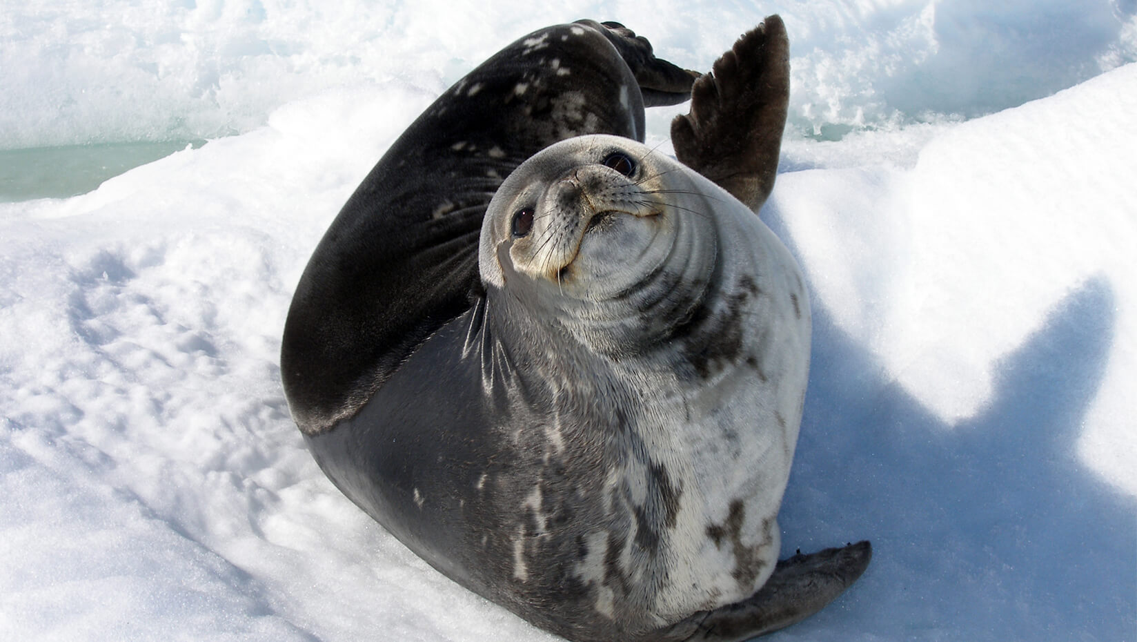 Weddell seal