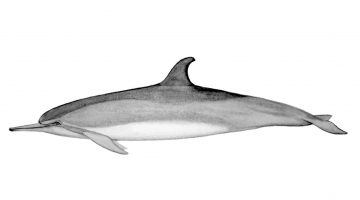 Dolphin illustration