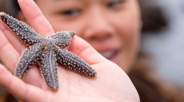 Starfish